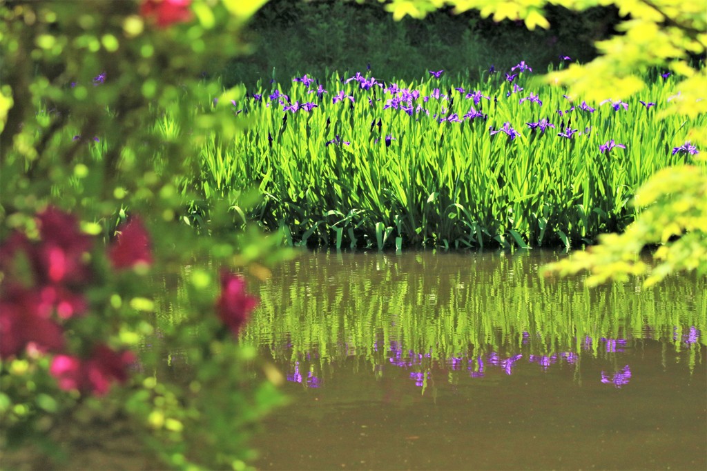 新緑、カキツバタ2