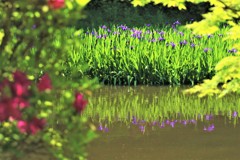 新緑、カキツバタ2