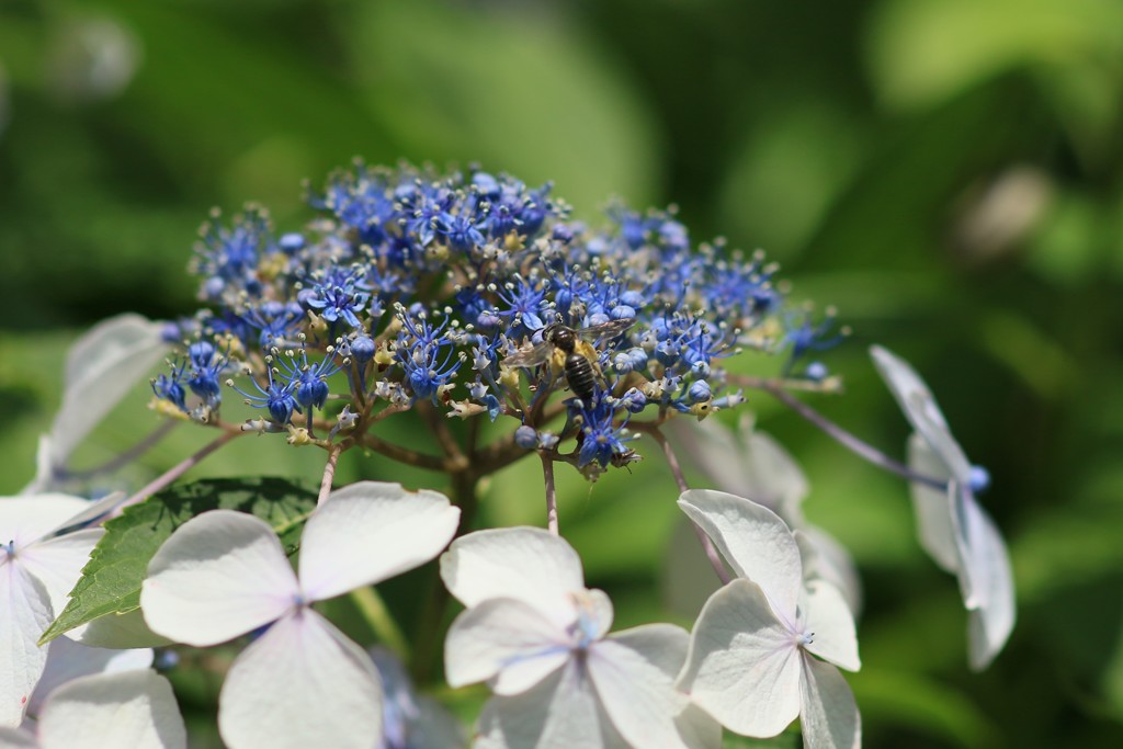 紫陽花11