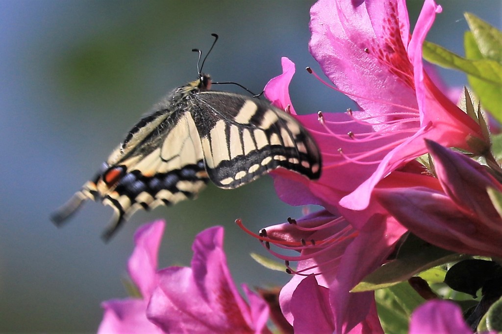 つつじとアゲハ蝶