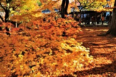 東福寺紅葉普門院庭園