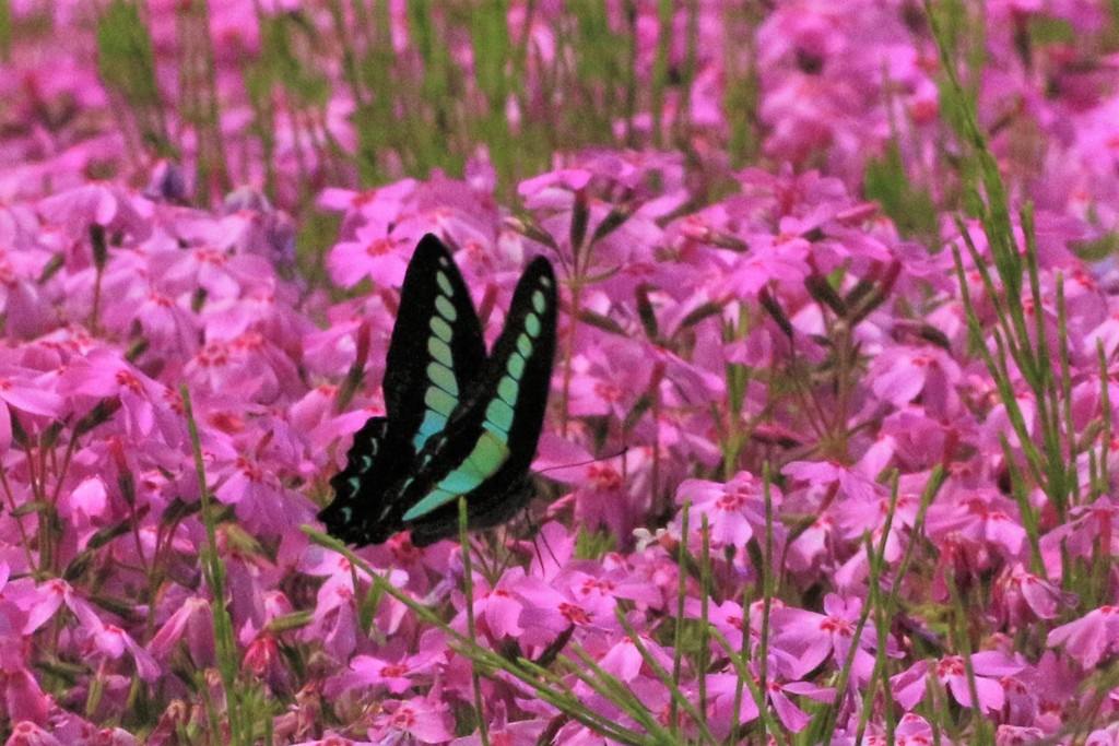 しば桜とアゲハ蝶