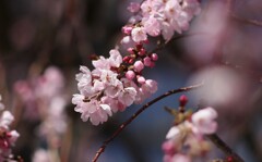 枝垂れ桜8