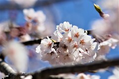 枝垂れ桜6