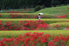 葛城古道