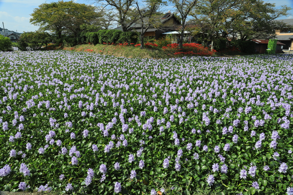 本薬師寺跡のホテイアオイ2