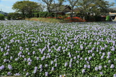 本薬師寺跡のホテイアオイ2