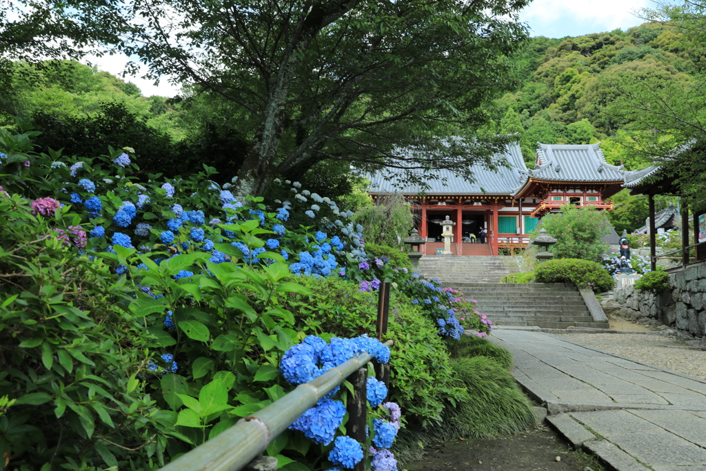 矢田寺1