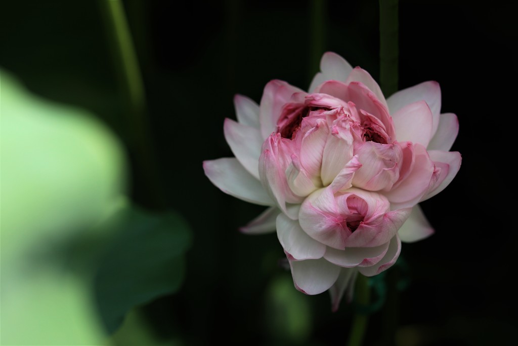 近江妙蓮のハス