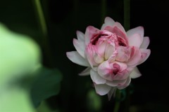 近江妙蓮のハス