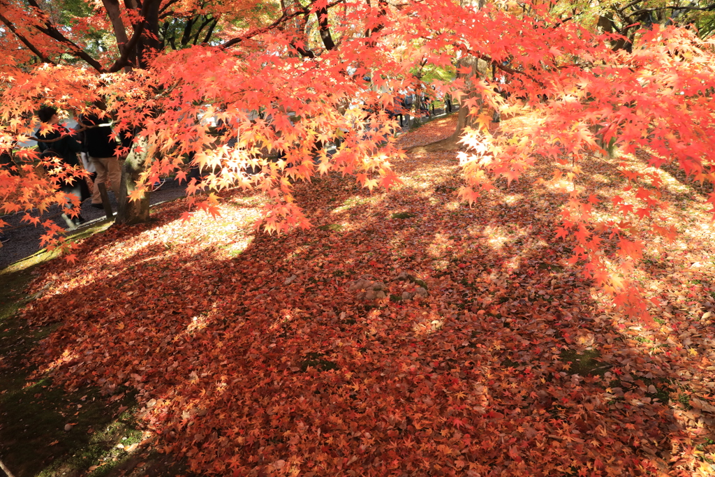 普門院庭園紅葉1