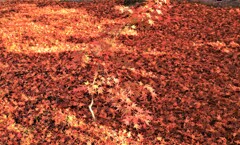 東福寺紅葉普門院庭園