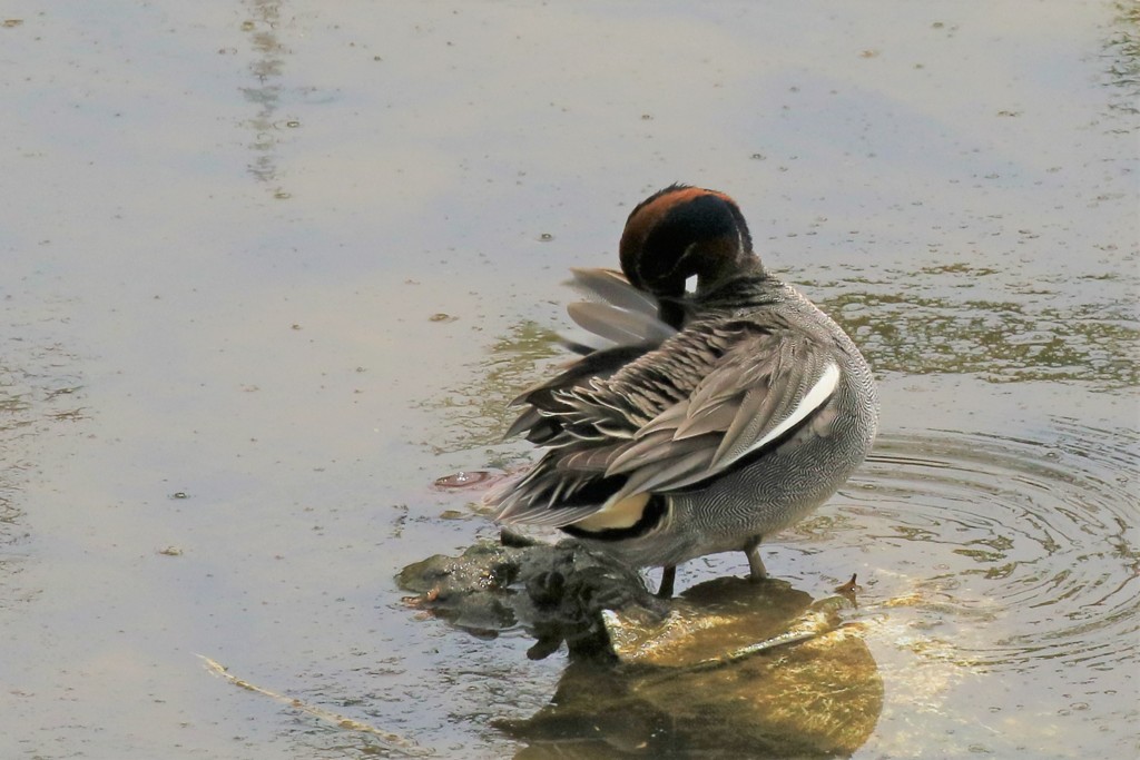 毛ずくろいおお