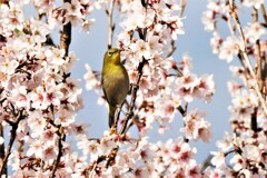 ひがん桜とメジロ1