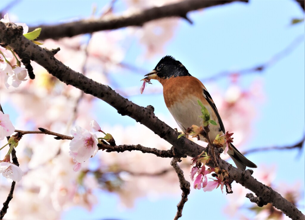 野鳥アトリ鳥