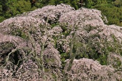 金剛寺の枝垂桜6