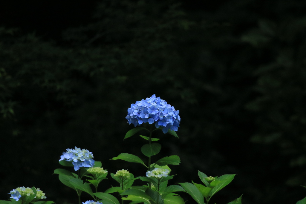 紫陽花3