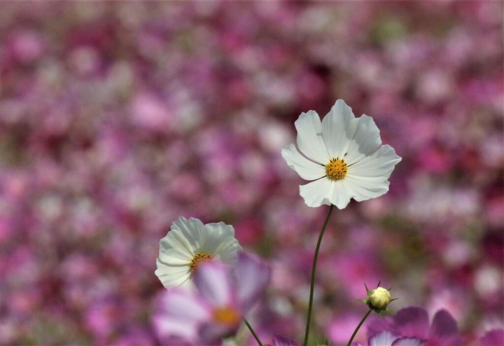 コスモス6