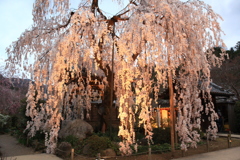 6年前枝垂桜ライトアップ
