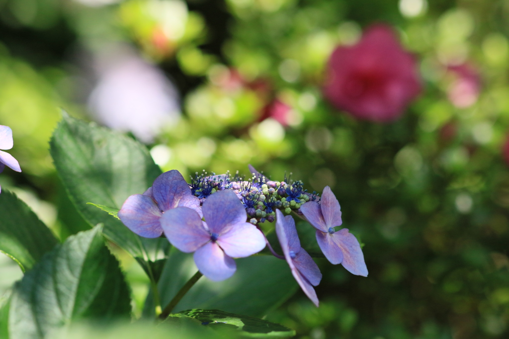 紫陽花6