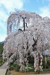 6年前大野寺しだれ桜