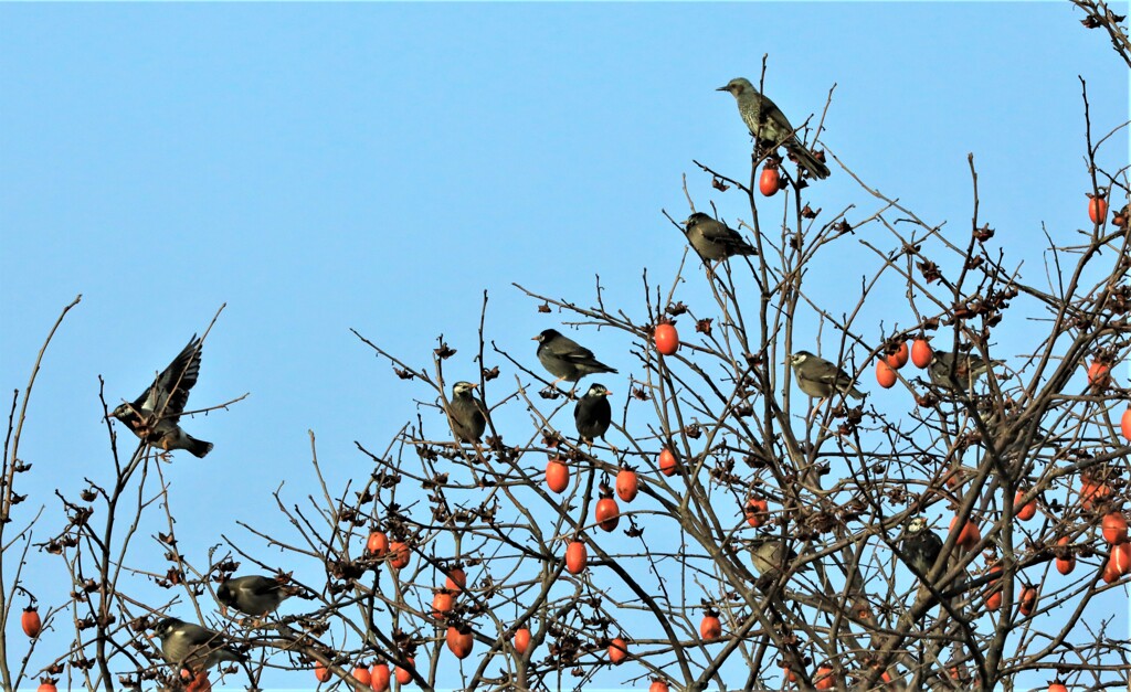 ムクドリ、ヒヨドリ2
