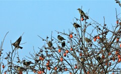 ムクドリ、ヒヨドリ2