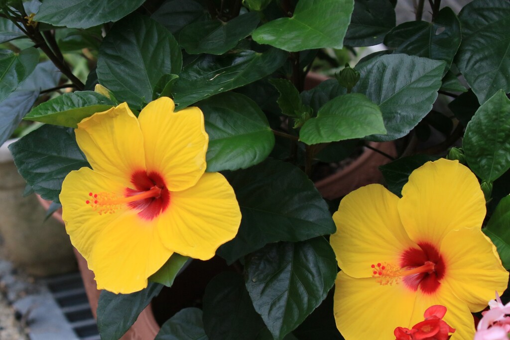 1I0A2746ハイビスカス2