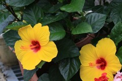 1I0A2746ハイビスカス2