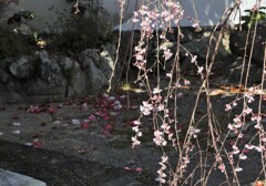 枝垂れ桜10