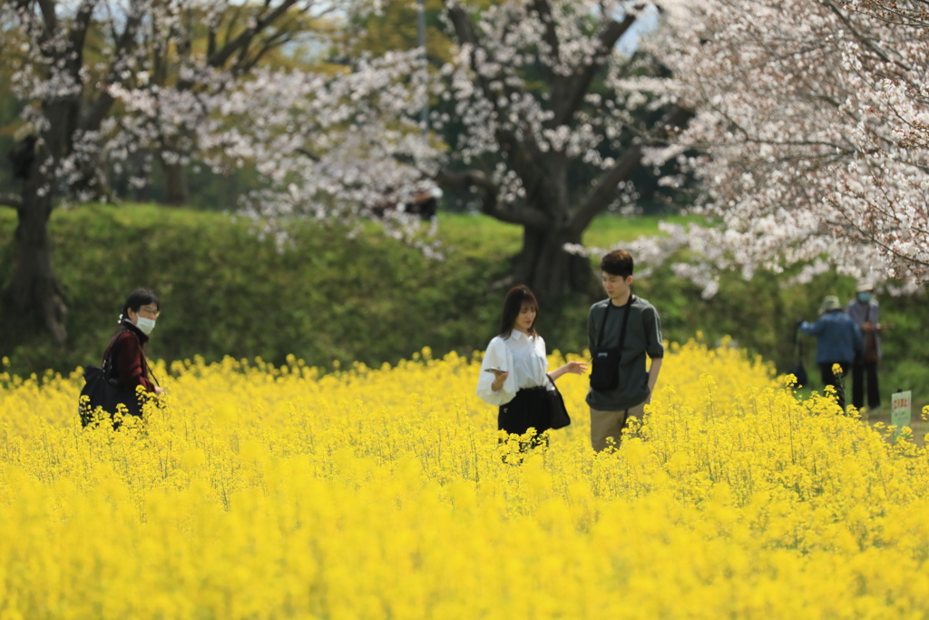 藤原京の菜の花と桜2