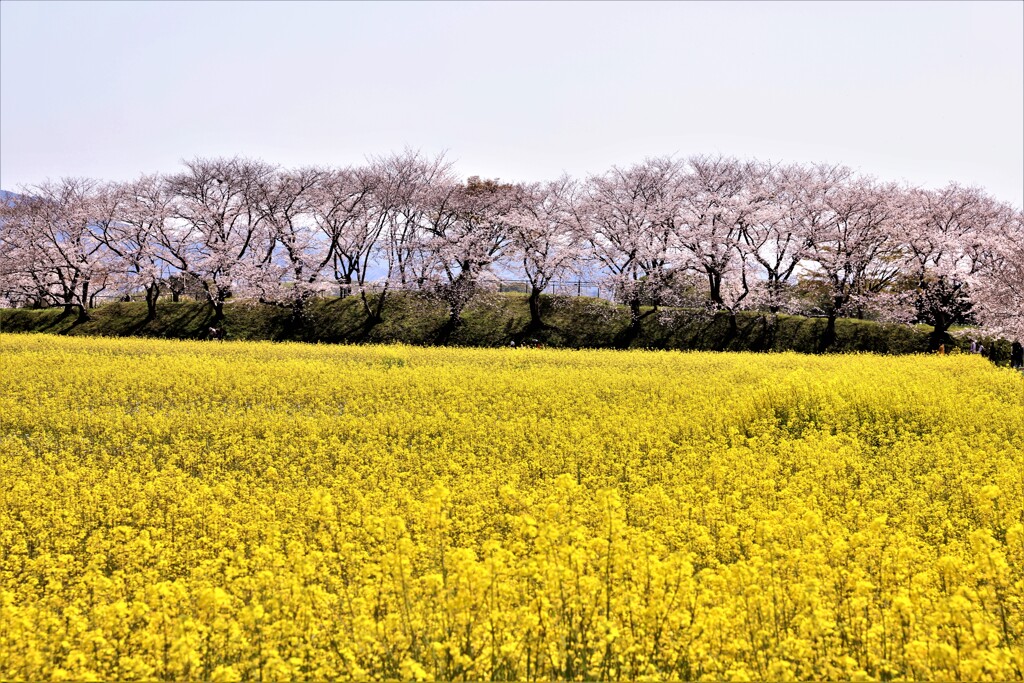 藤原京の菜の花と桜1