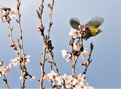 ひがん桜とメジロ3