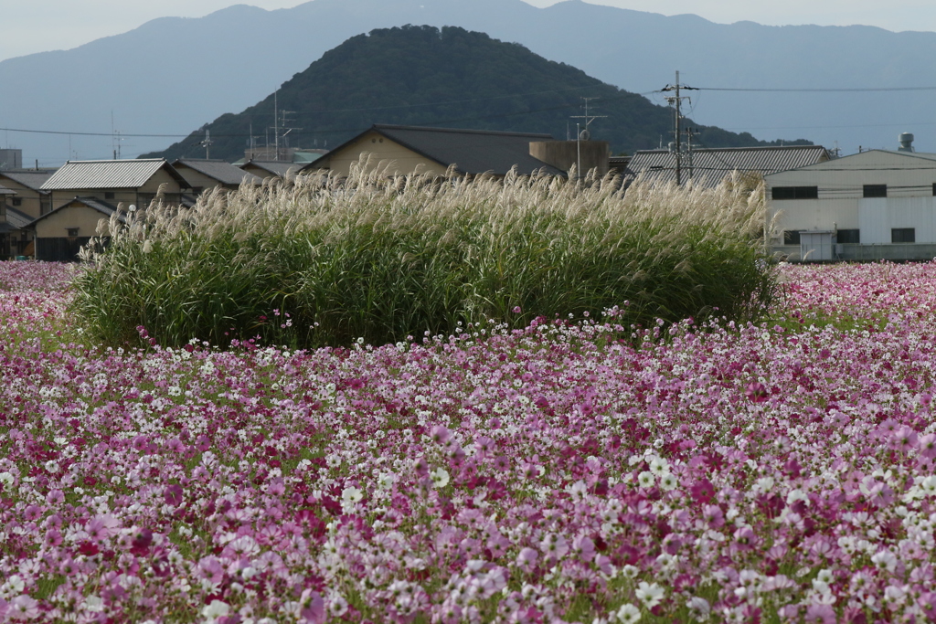 コスモス園1