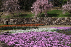 1X3A3793芝桜