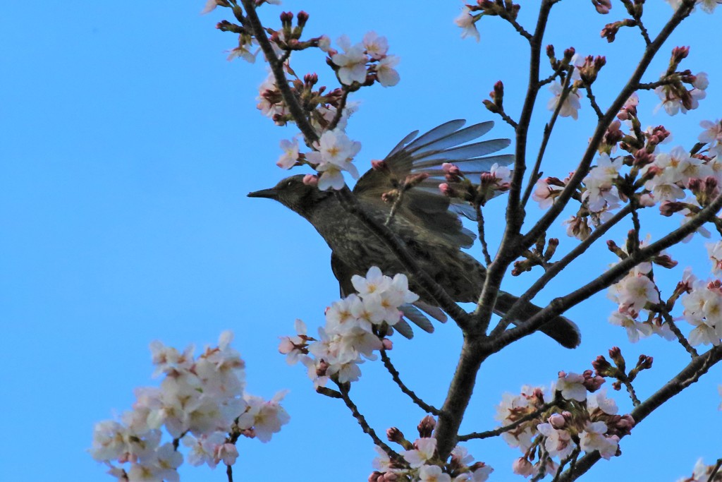 桜と野鳥2