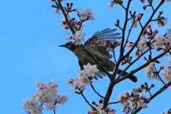 桜と野鳥2