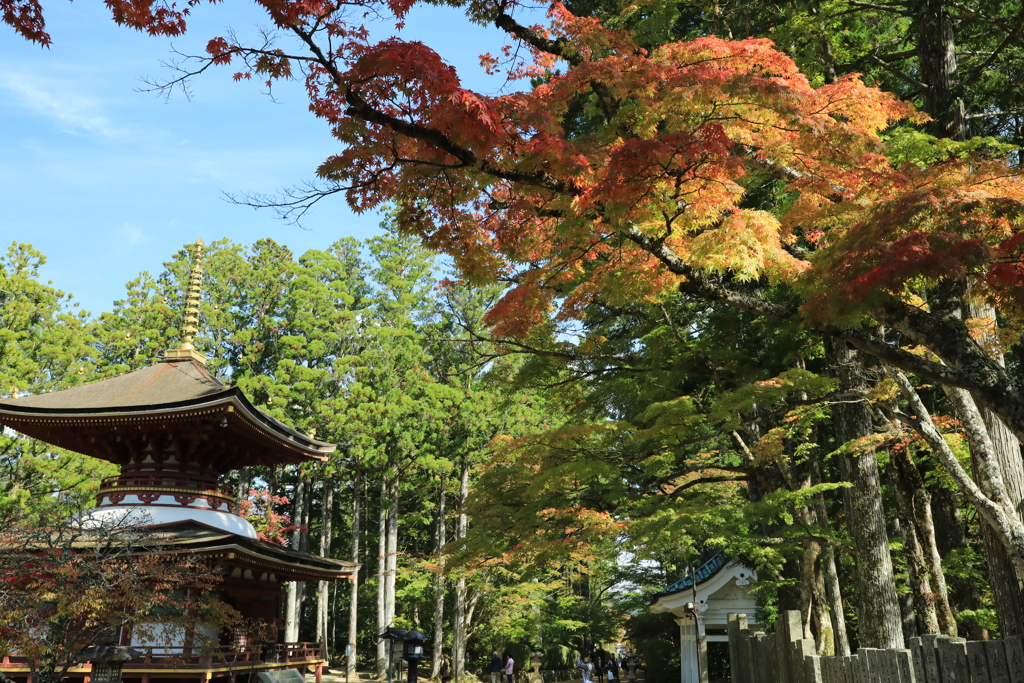 高野山金剛峰寺6