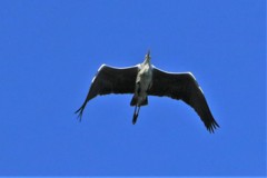 竹生島の野鳥鷺