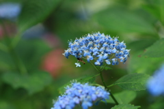紫陽花22