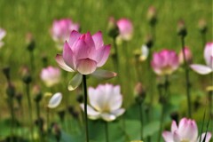 パステルカラー4