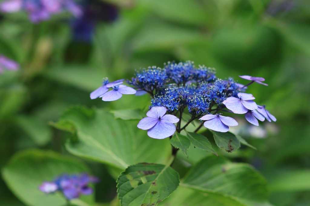 紫陽花24