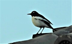 サンショウクイ