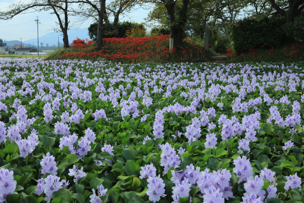 本薬師寺跡のホテイアオイ1