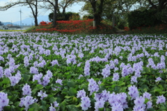 本薬師寺跡のホテイアオイ1