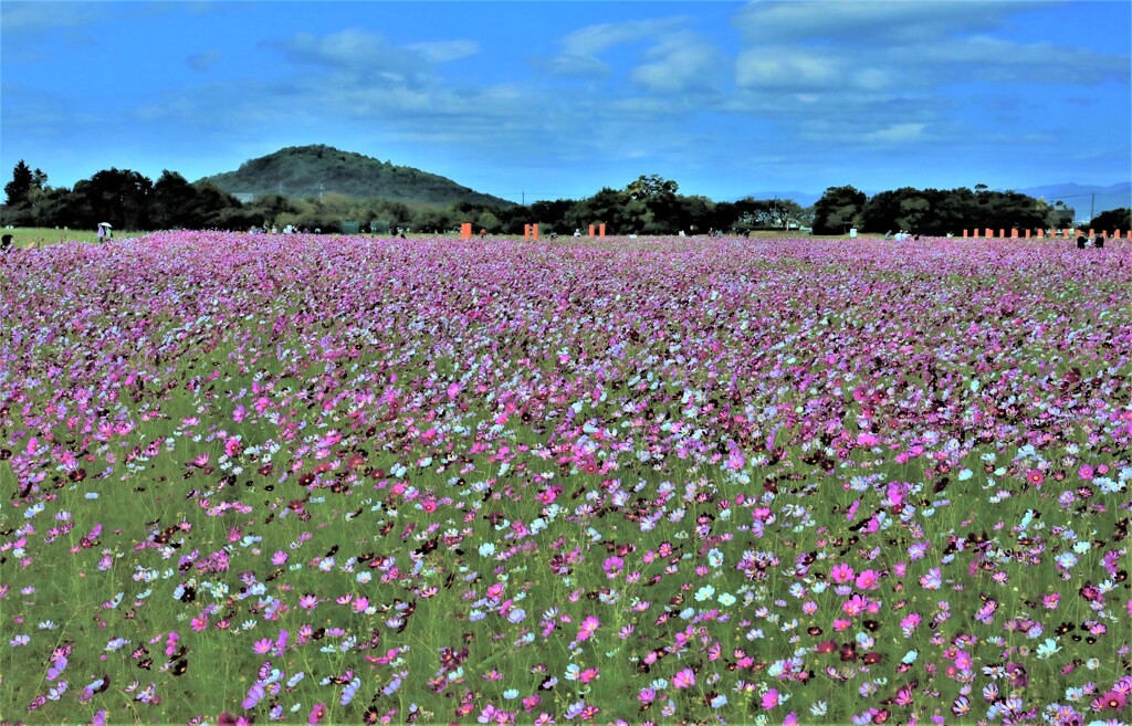 コスモス園3