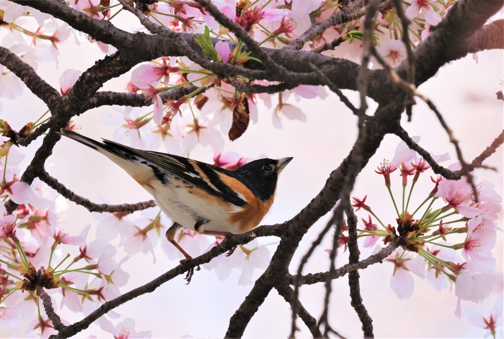 野鳥アトリ鳥