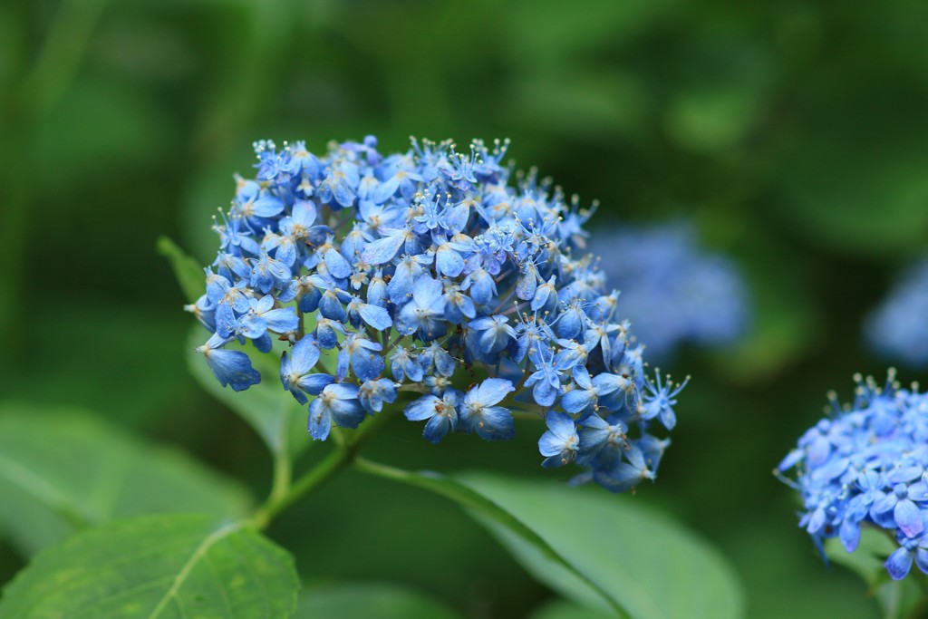 紫陽花21