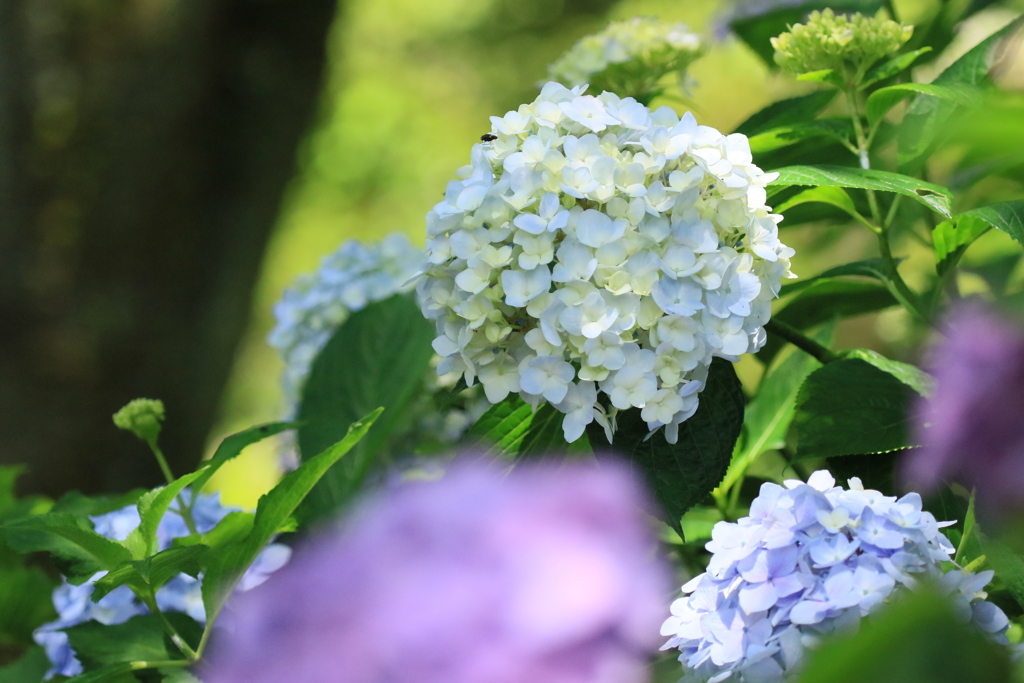 紫陽花5