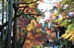 東福寺紅葉参道